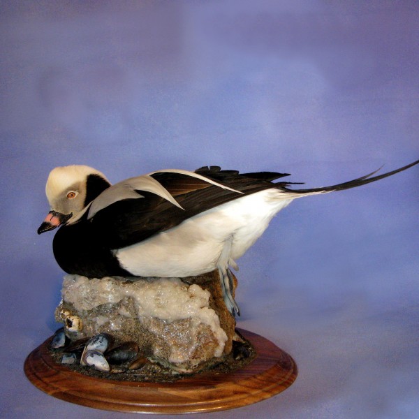 Taxidermy in Long Island Ny