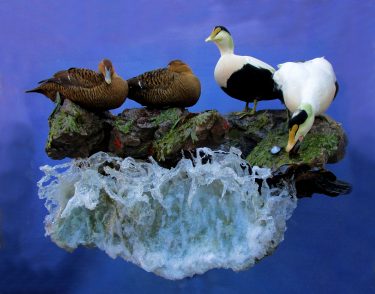 Wave water scene display duck taxidermy - Stehling's Taxidermy