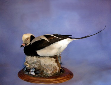 Taxidermy in Long Island Ny