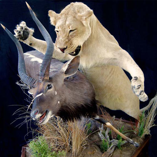 Mike Walsh Taxidermy
