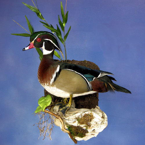 mike walsh taxidermy