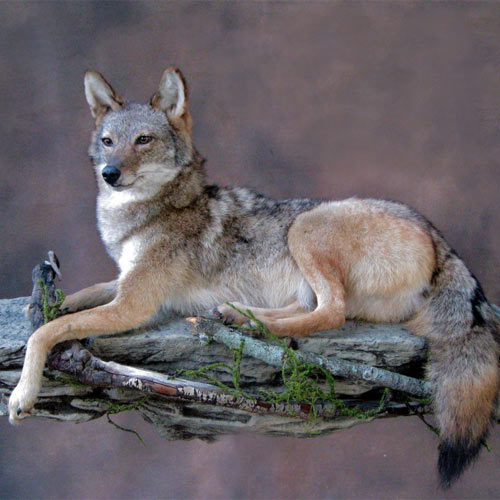 Mike Walsh Taxidermy